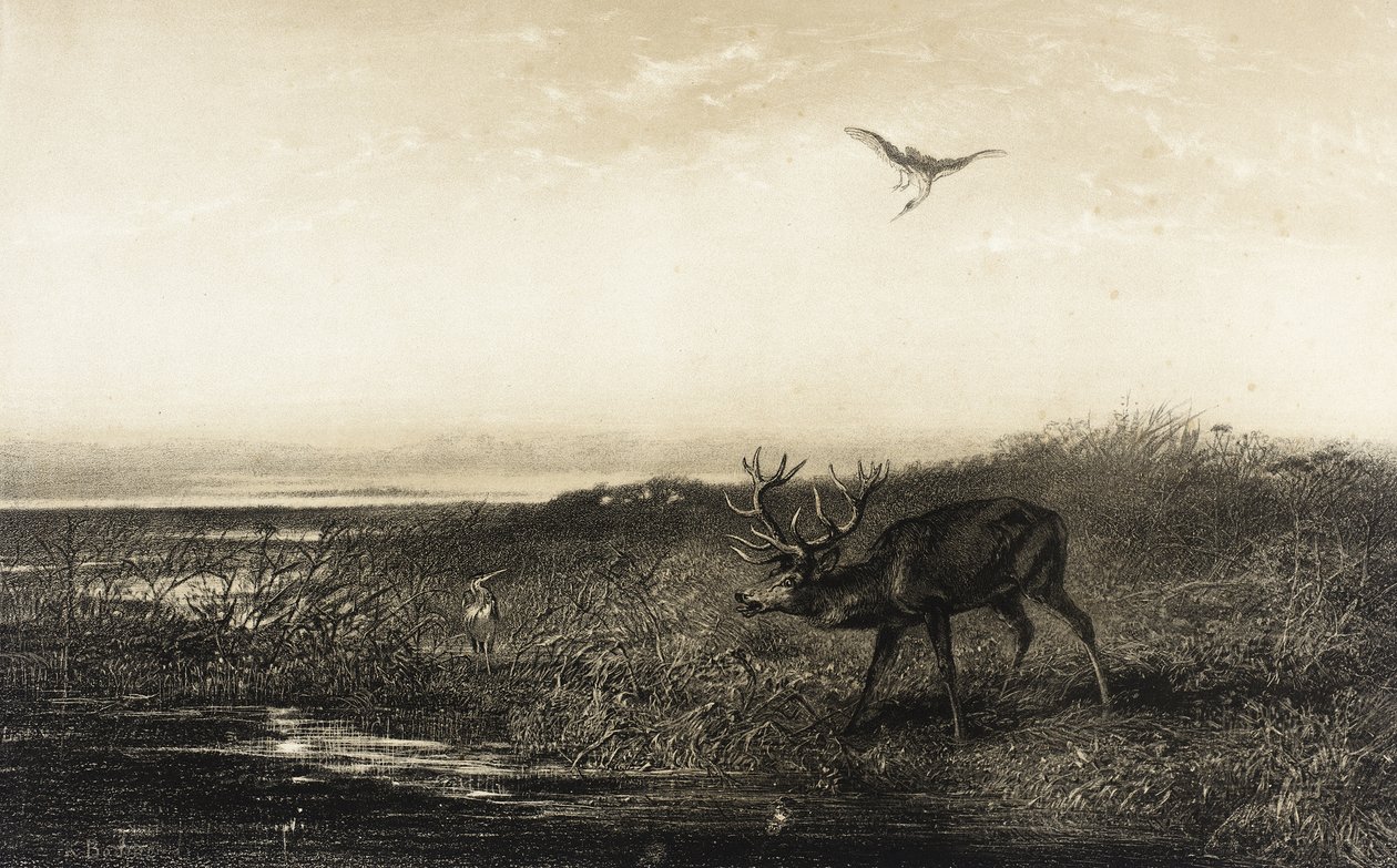 Aften: Hjort og hejrer af Karl Bodmer