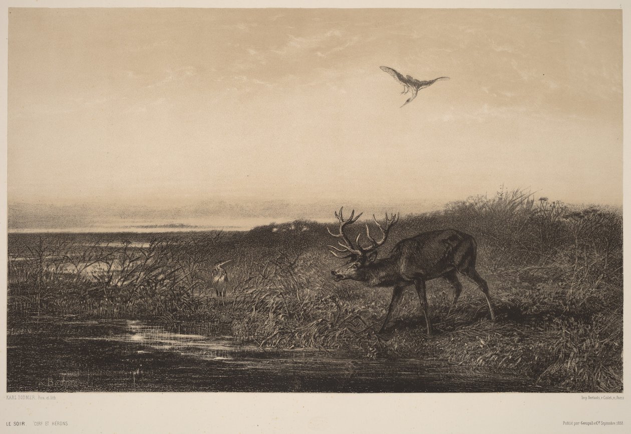 Le Soir.  Hjorte og hejrer af Karl Bodmer