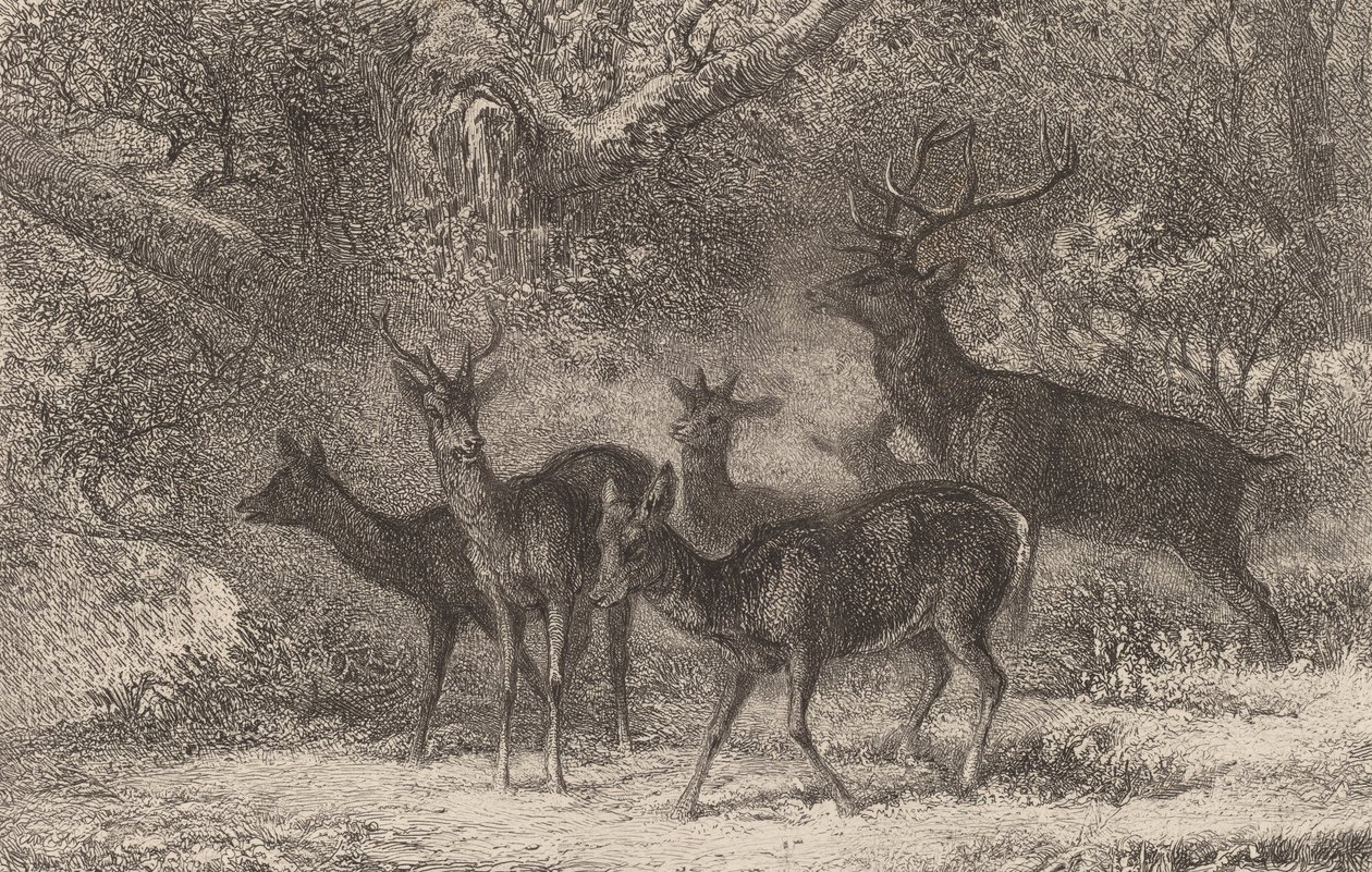Flokken. af Karl Bodmer