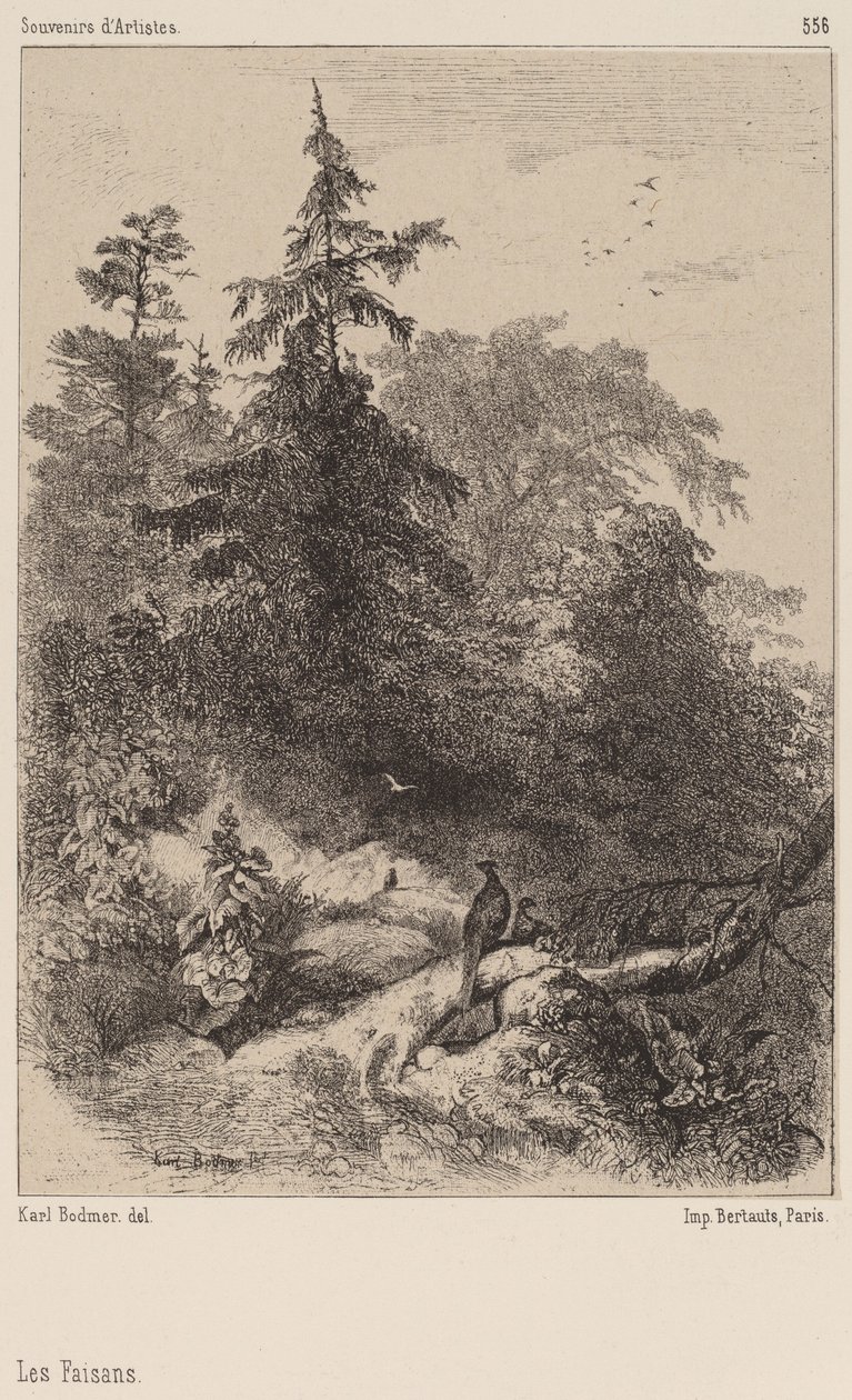 Fasaner af Karl Bodmer