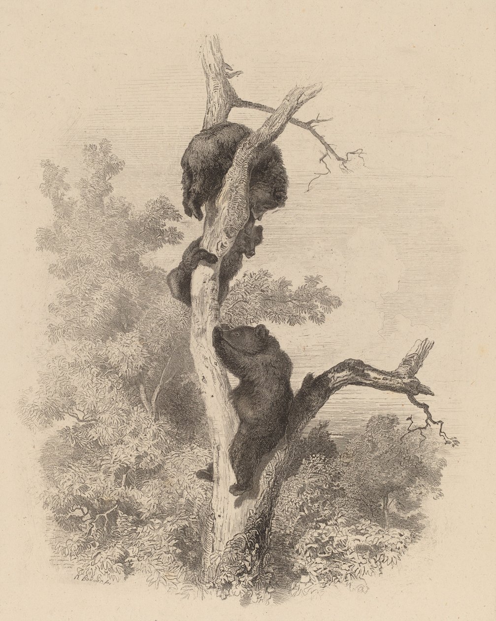 Les Ours The Bears, 18581874. af Karl Bodmer