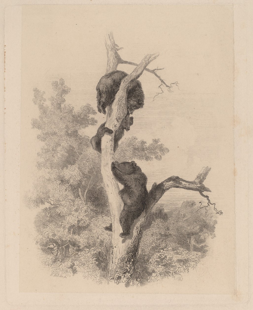 Bjørnene af Karl Bodmer