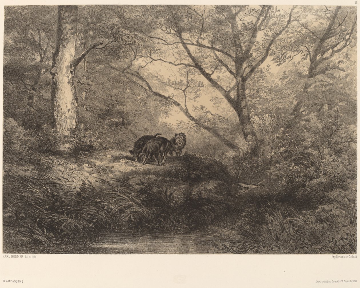 Marcassins af Karl Bodmer