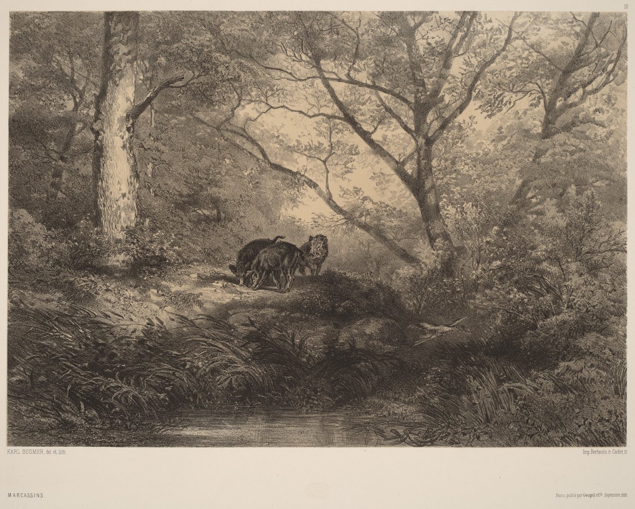 Vildsvineunger af Karl Bodmer