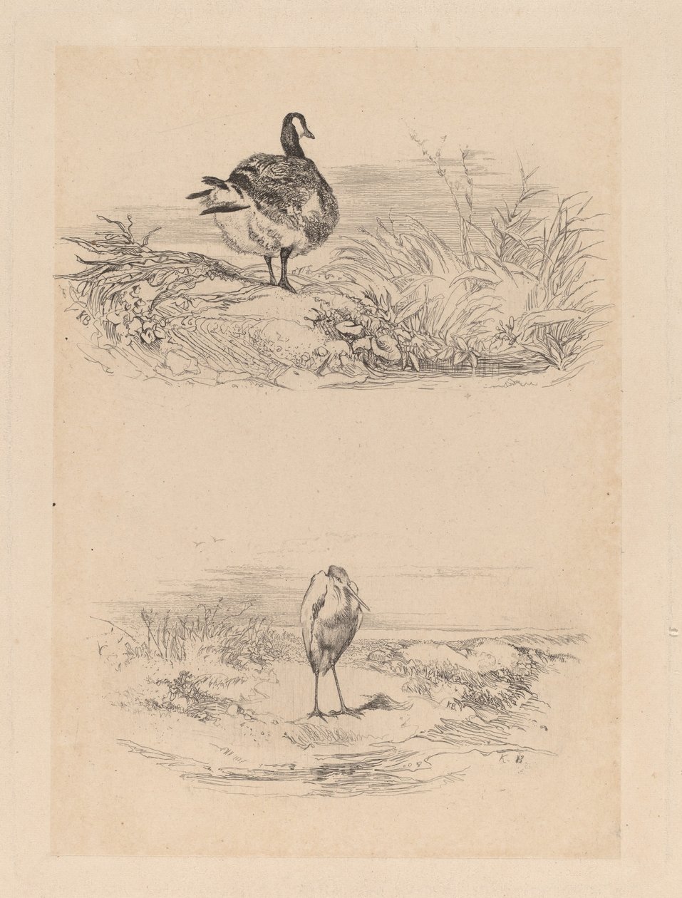 Hoi, Heron af Karl Bodmer