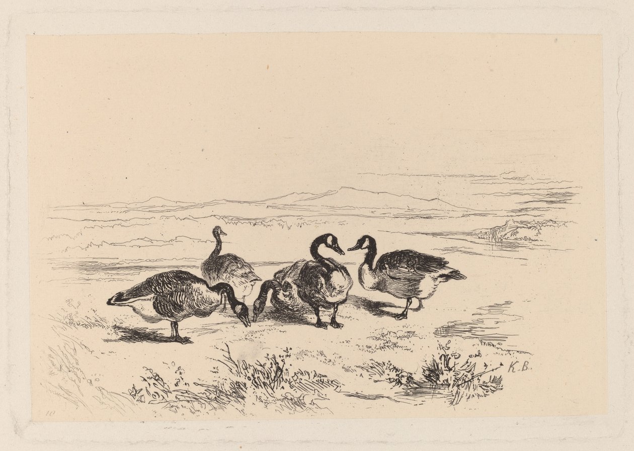 bramgæs af Karl Bodmer