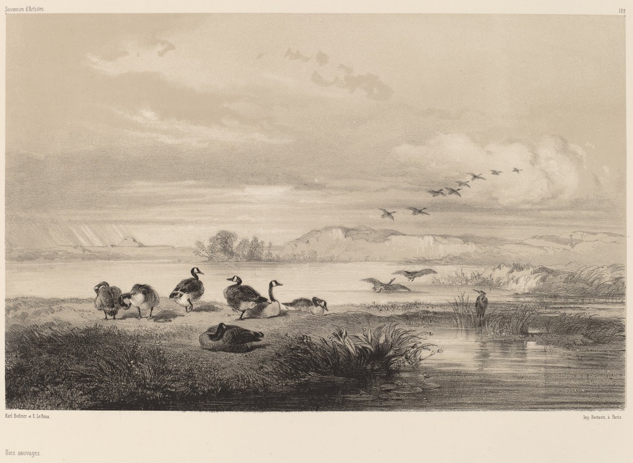 Vilde gæs. af Karl Bodmer