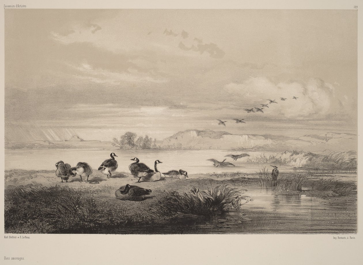 Vildgæs af Karl Bodmer