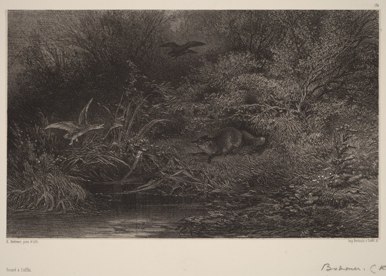 Ræv på lur af Karl Bodmer