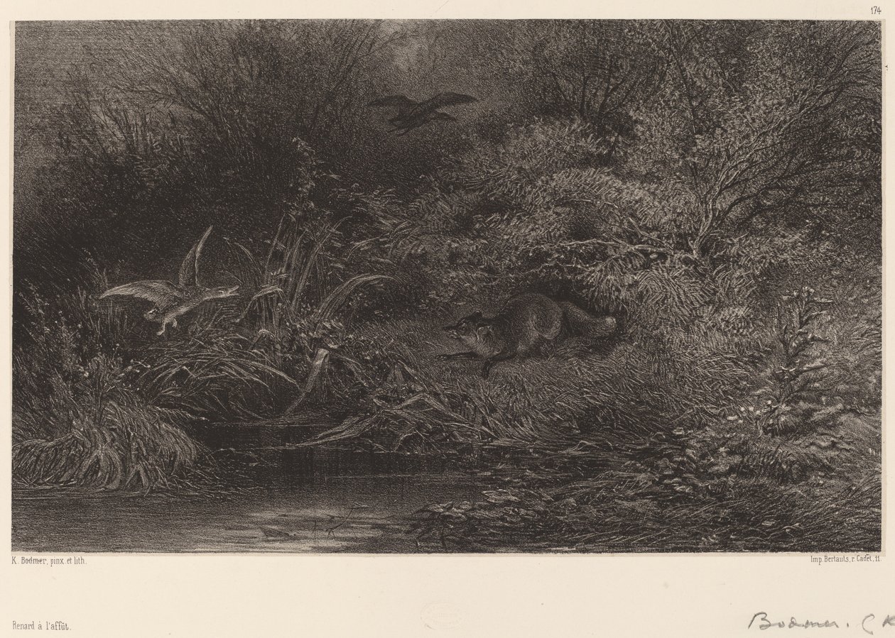 Ræv på jagt. af Karl Bodmer