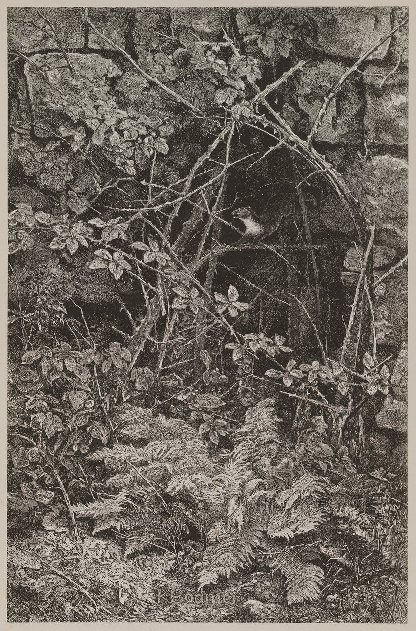 Springende mår af Karl Bodmer