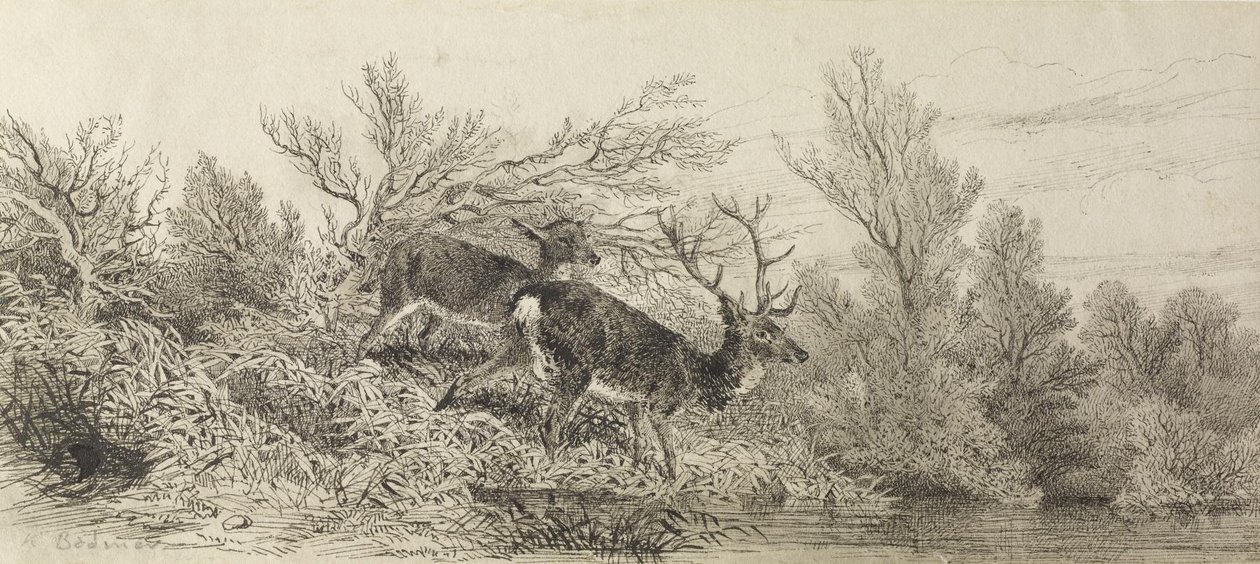 Hjort i skoven af Karl Bodmer