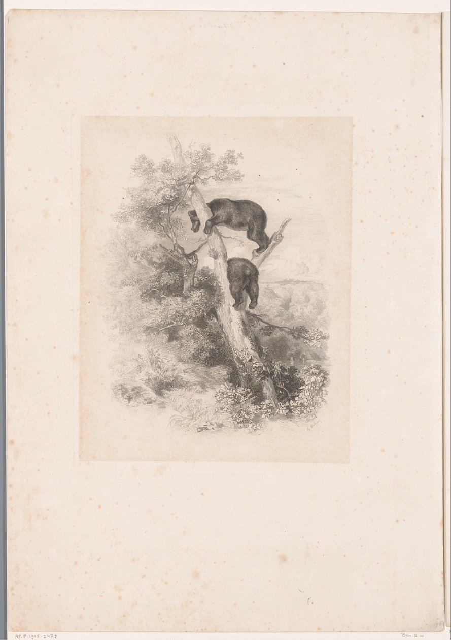 To bjørne i et træ Landskaber med dyr (serietitel) af Karl Bodmer