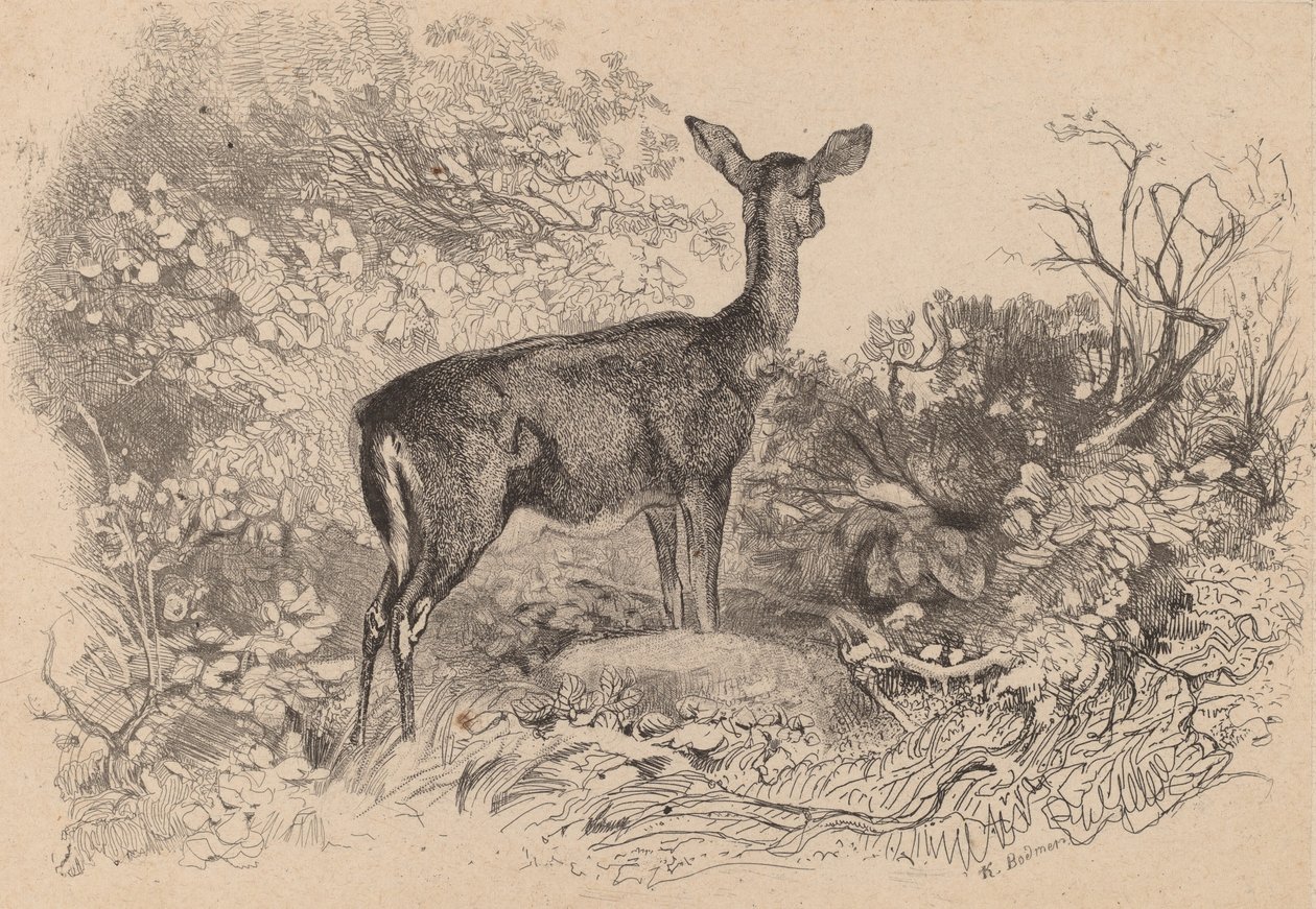 En dåe. af Karl Bodmer