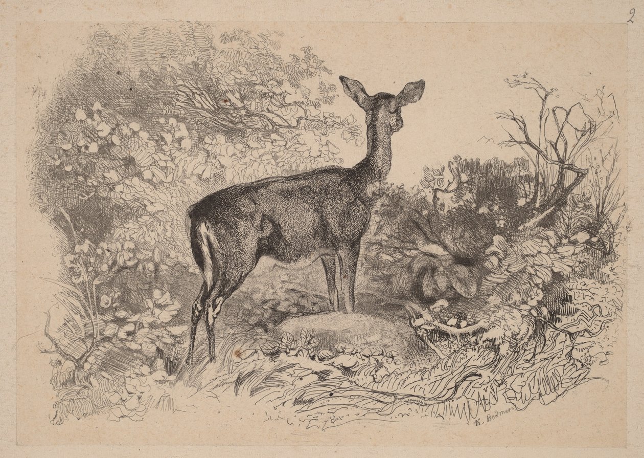 En hjortinde af Karl Bodmer