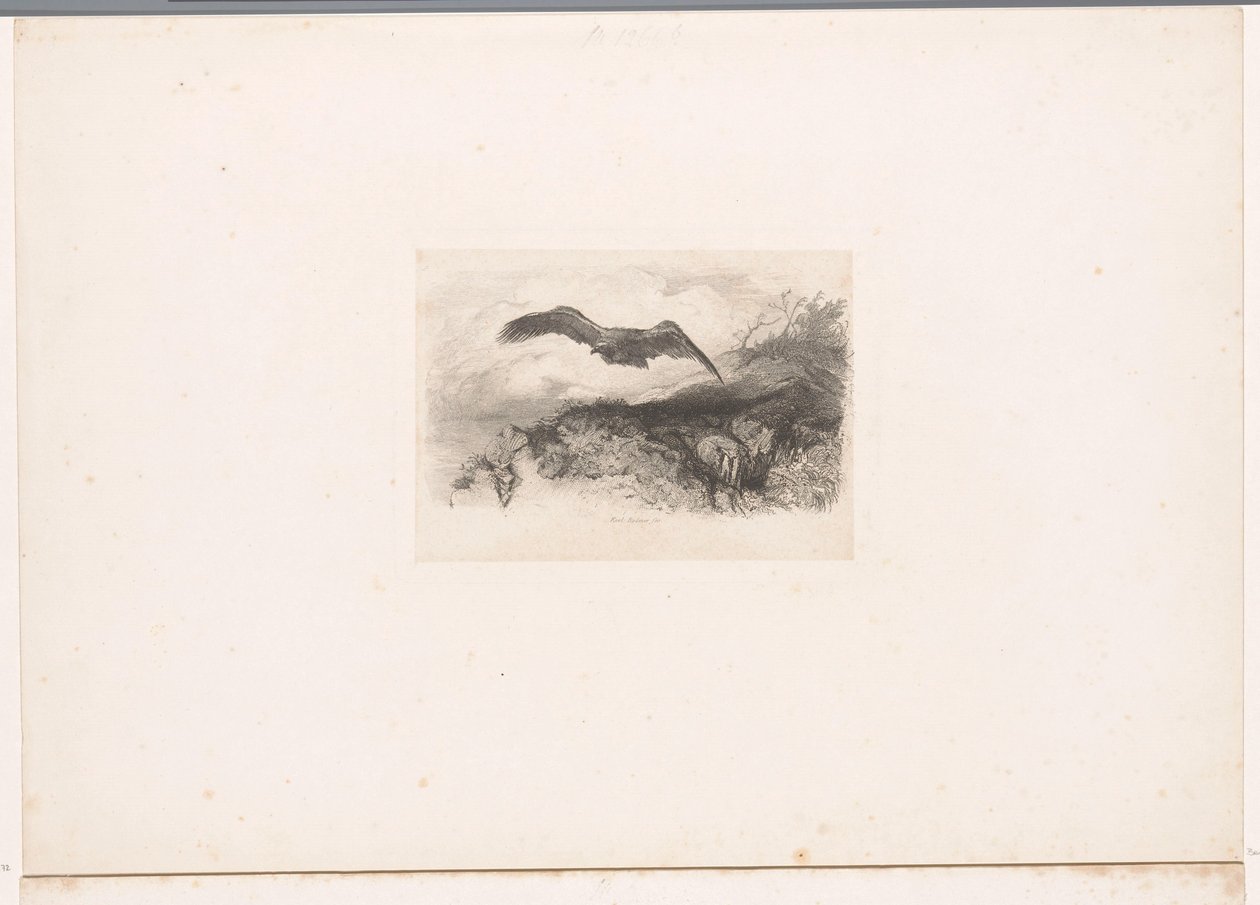 flyvende ørn Landskaber med dyr (serietitel) af Karl Bodmer