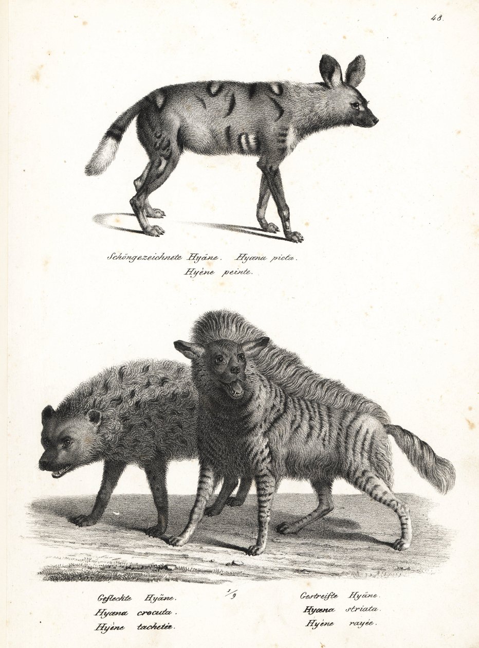 Afrikansk vildhund, Lycaon pictus, truet, plettet hyæne, Crocuta crocuta og stribet hyæne, Hyaena hyaena. Litografi af Karl Joseph Brodtmann fra Heinrich Rudolf Schinz