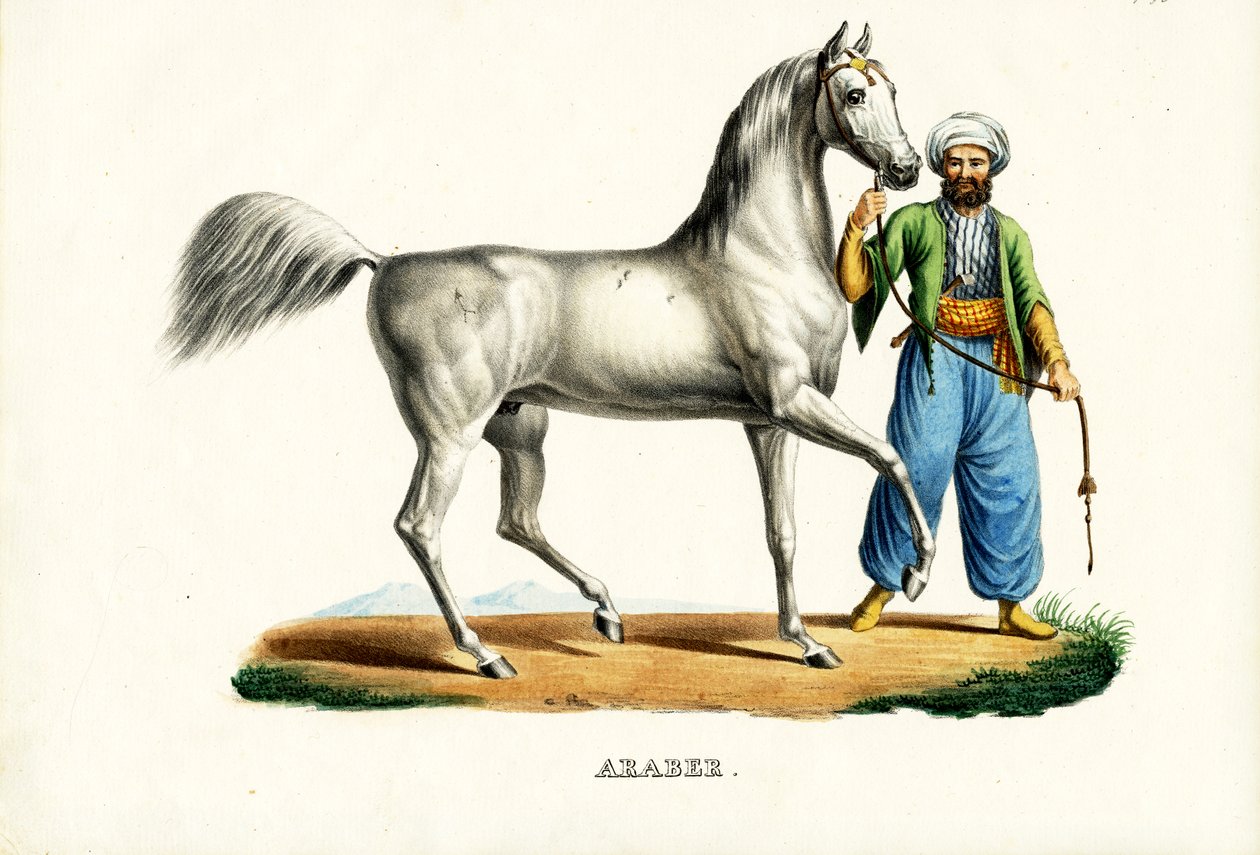 Arabisk hest, 1824 af Karl Joseph Brodtmann