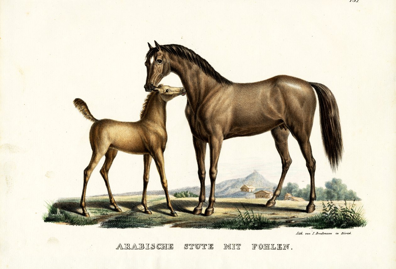 Arabisk hest med høns, 1824 af Karl Joseph Brodtmann