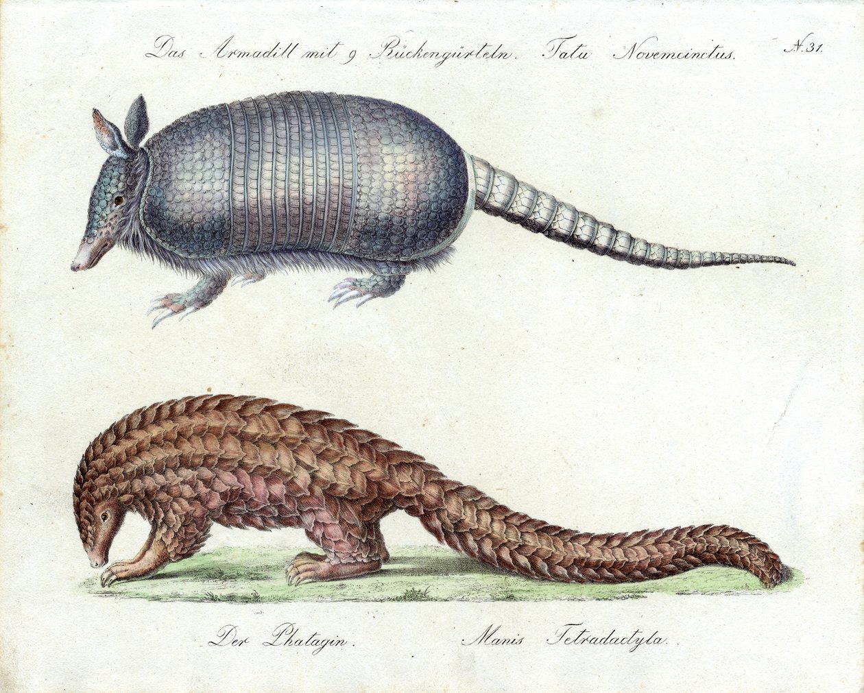 Bæltedyr og pangolin (print) af Karl Joseph Brodtmann