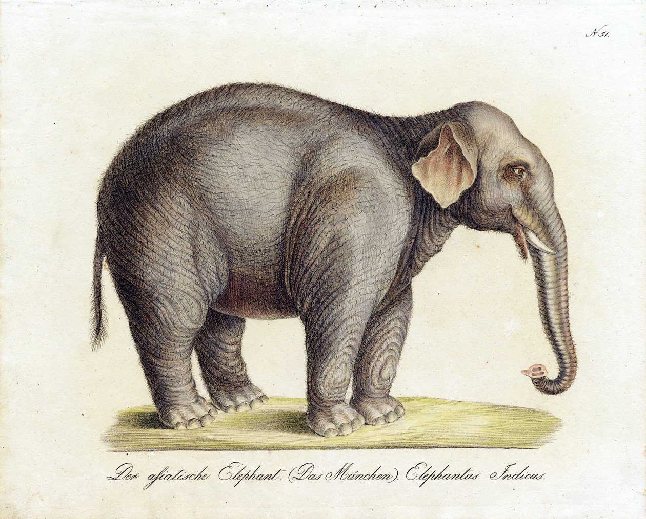Asiatisk elefant (han) (print) af Karl Joseph Brodtmann