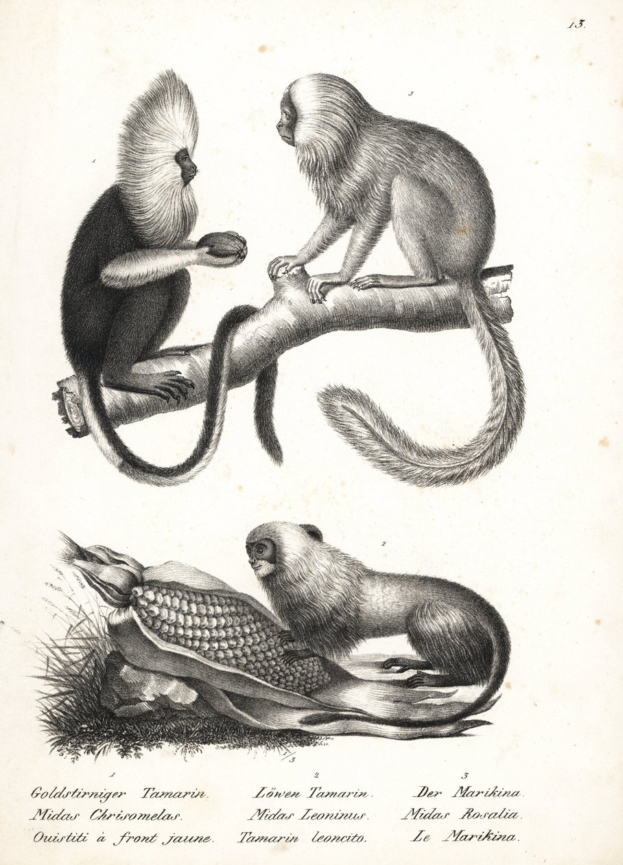 Buffy-headed silkeabe, Callithrix flaviceps (truet) 1 og gylden løve tamarin, Leontopithecus rosalia (truet) 2,3. Litografi af Karl Joseph Brodtmann fra Heinrich Rudolf Schinz