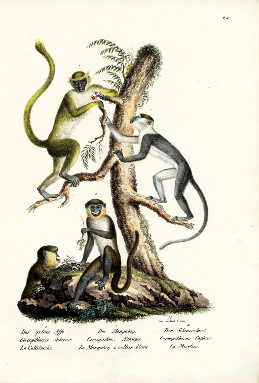Grøn abe, 1824 af Karl Joseph Brodtmann