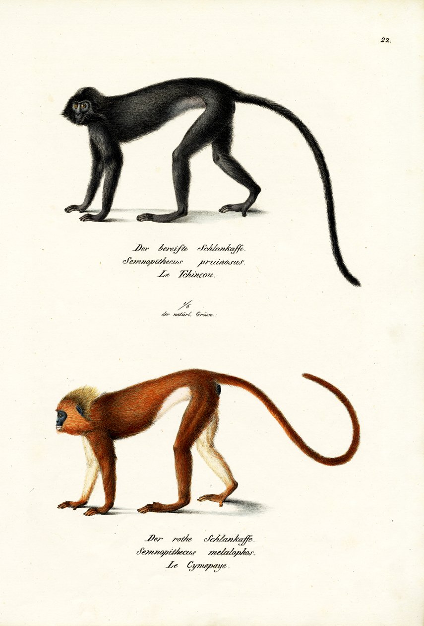 Hanuman Langur, 1824 af Karl Joseph Brodtmann