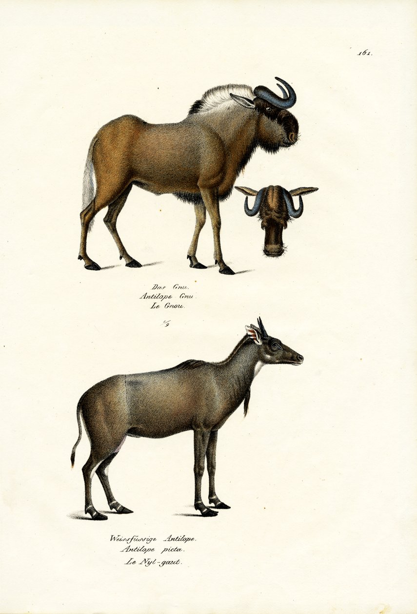 Hartebeest, 1824 af Karl Joseph Brodtmann