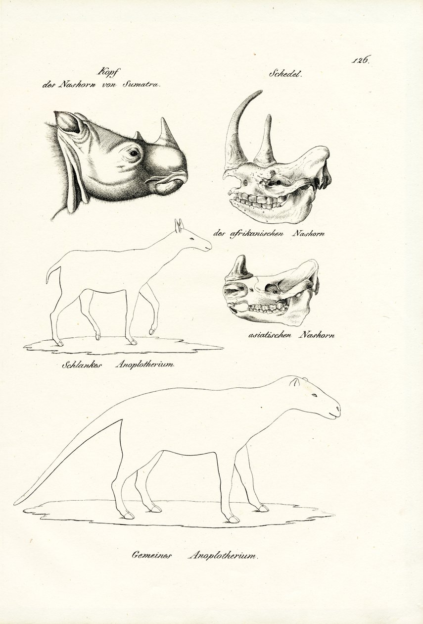 Hoved af Sumatra-hjortehorn, 1824 af Karl Joseph Brodtmann
