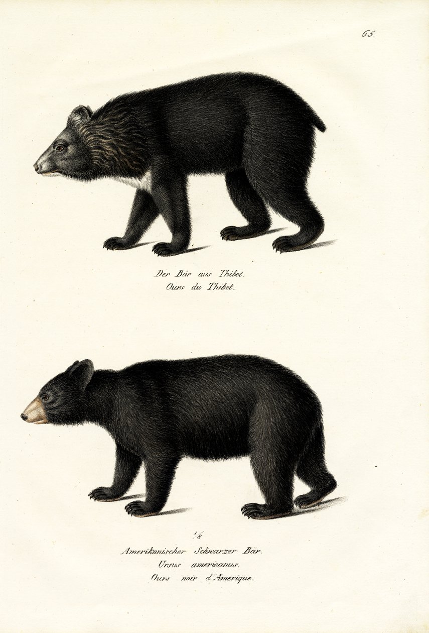 Sortbjørn fra Himalaya, 1824 af Karl Joseph Brodtmann