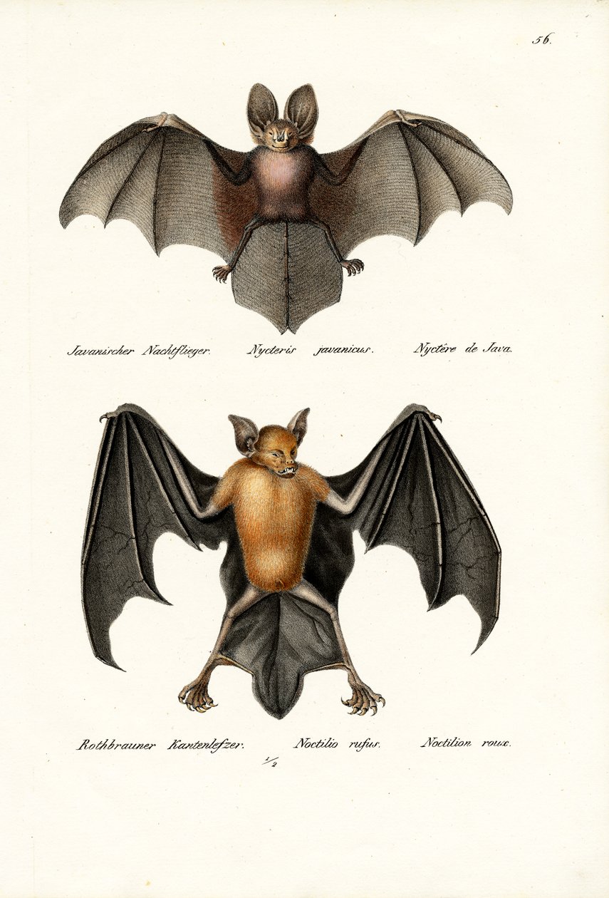 Hulansigtet flagermus, 1824 af Karl Joseph Brodtmann