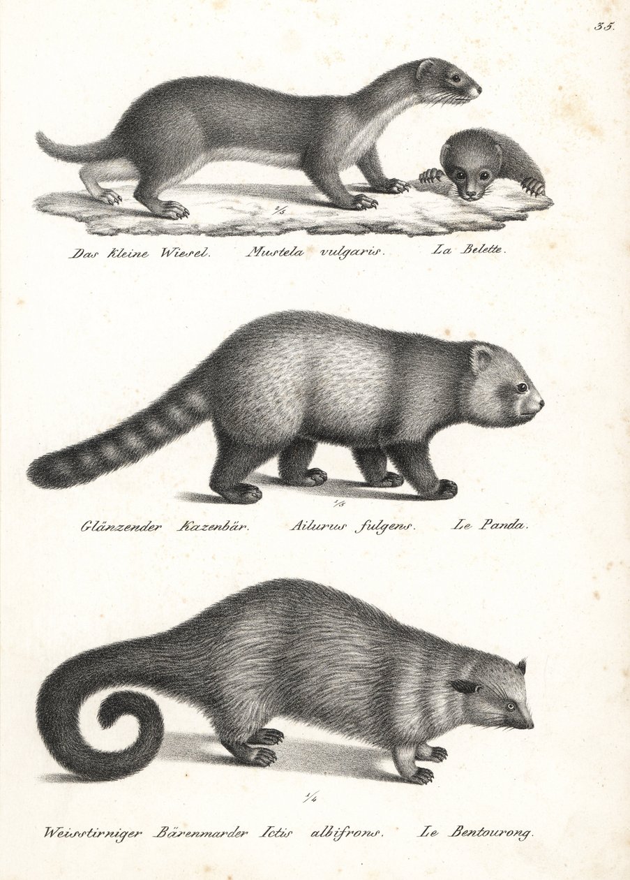 Mindst væsel, Mustela nivalis 1, rød panda, Ailurus fulgens 2, sårbar, og bjørnekat, Arctictis binturong 3, sårbar. Litografi af Karl Joseph Brodtmann fra Heinrich Rudolf Schinz