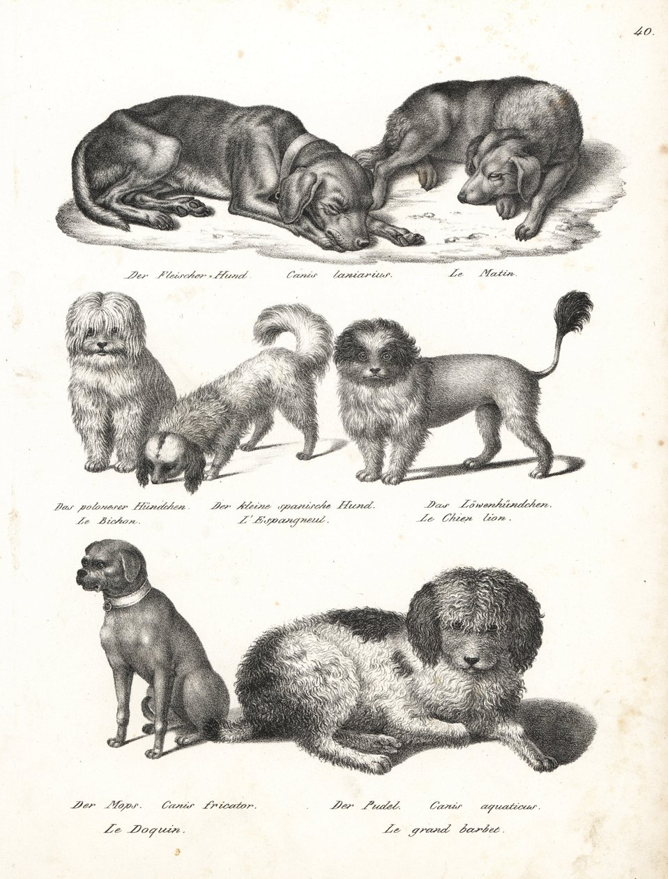 Lurcher eller matin hund, Canis laniarius, Bichon, spansk hund, Chow Chow, Mops hund, Canis fricator og puddel eller vandjagthund, Canis aquaticus. Litografi af Karl Joseph Brodtmann fra Heinrich Rudolf Schinz