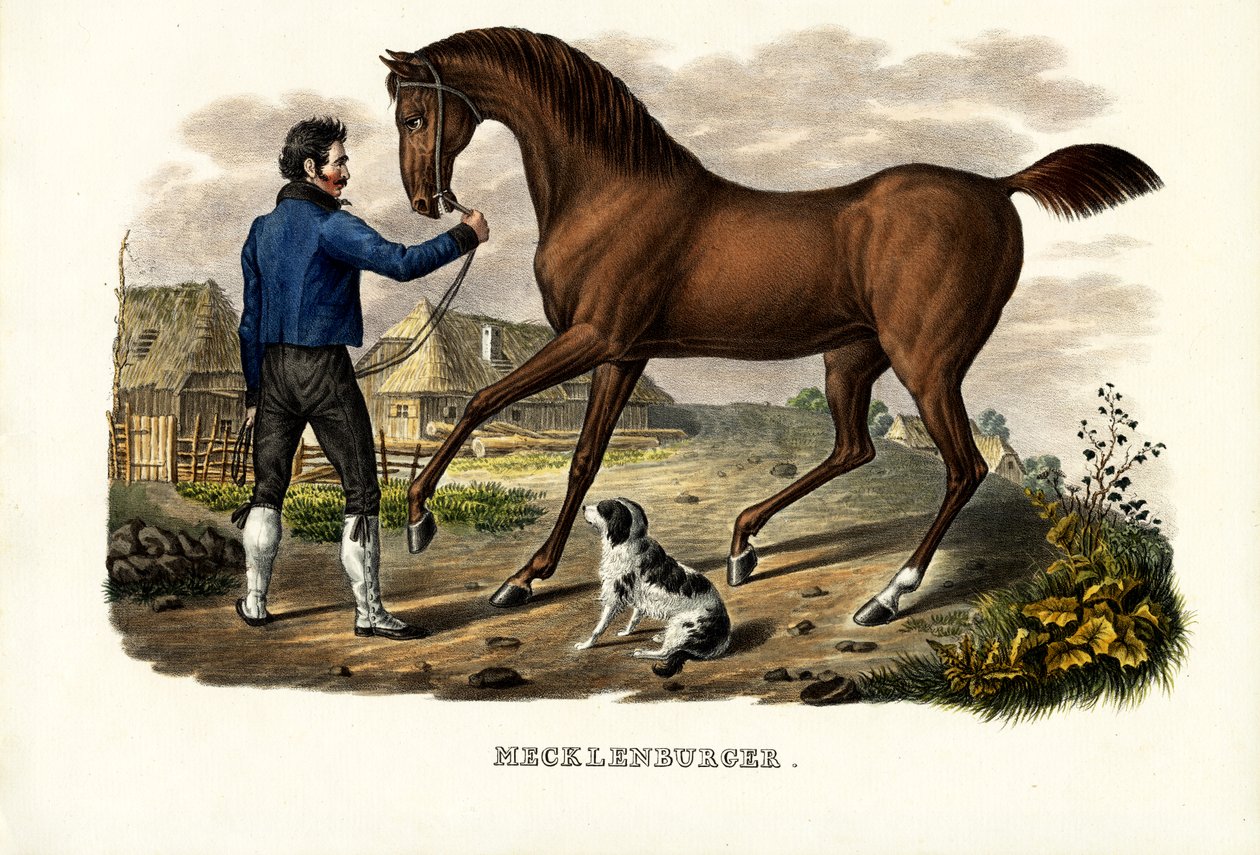 Mecklenburger Hest, 1824 af Karl Joseph Brodtmann