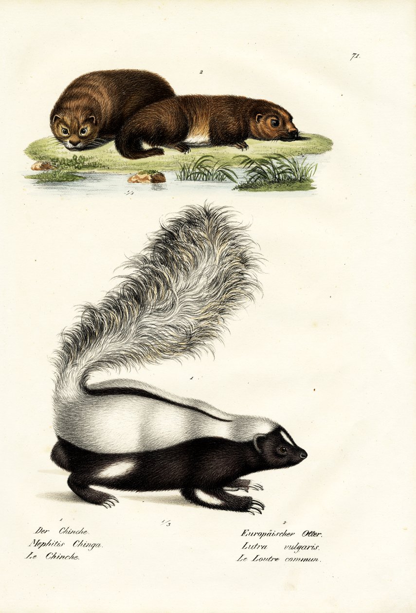 Molinas skunk med svinenæse, 1824 af Karl Joseph Brodtmann