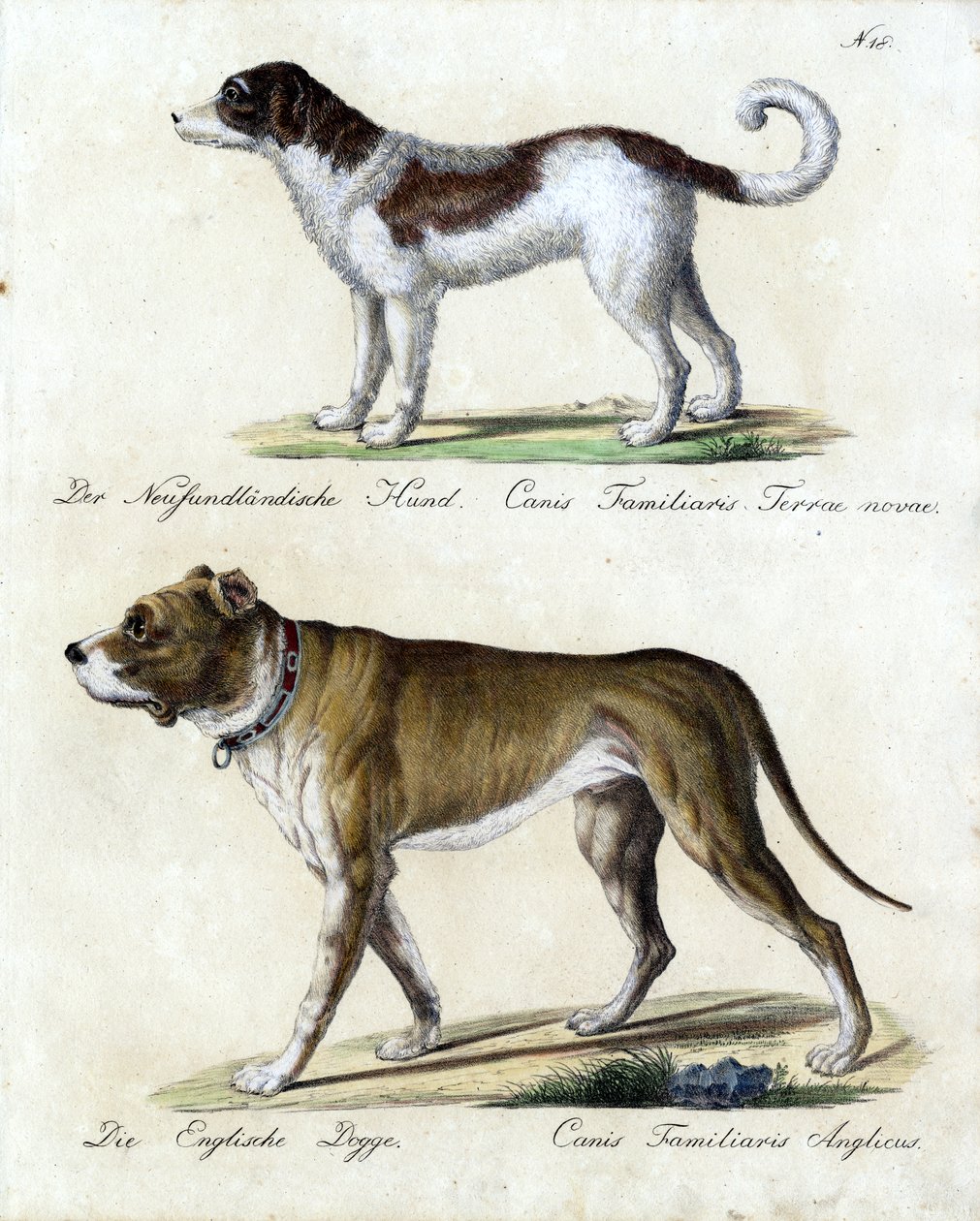 Newfoundlandshund og engelsk mastiff (print) af Karl Joseph Brodtmann