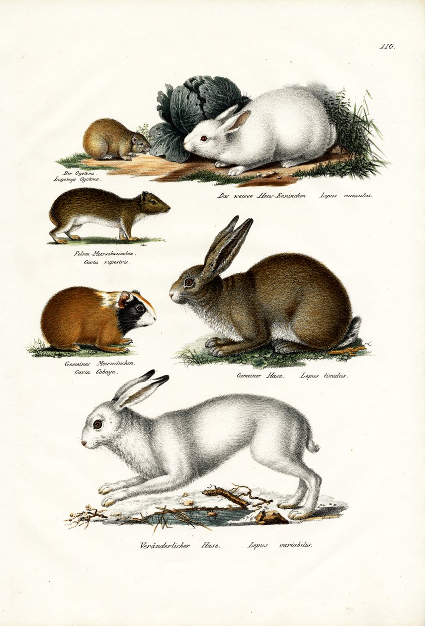 Ogotona Hare, 1824 af Karl Joseph Brodtmann