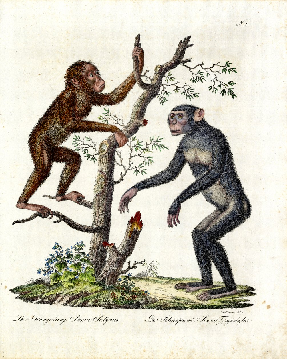 Orangutang og chimpanse (print) af Karl Joseph Brodtmann