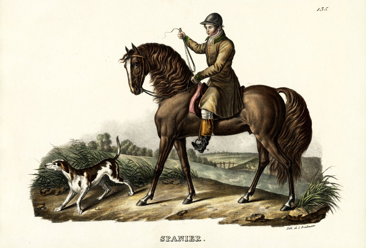 Spansk jægerhest, 1824 af Karl Joseph Brodtmann