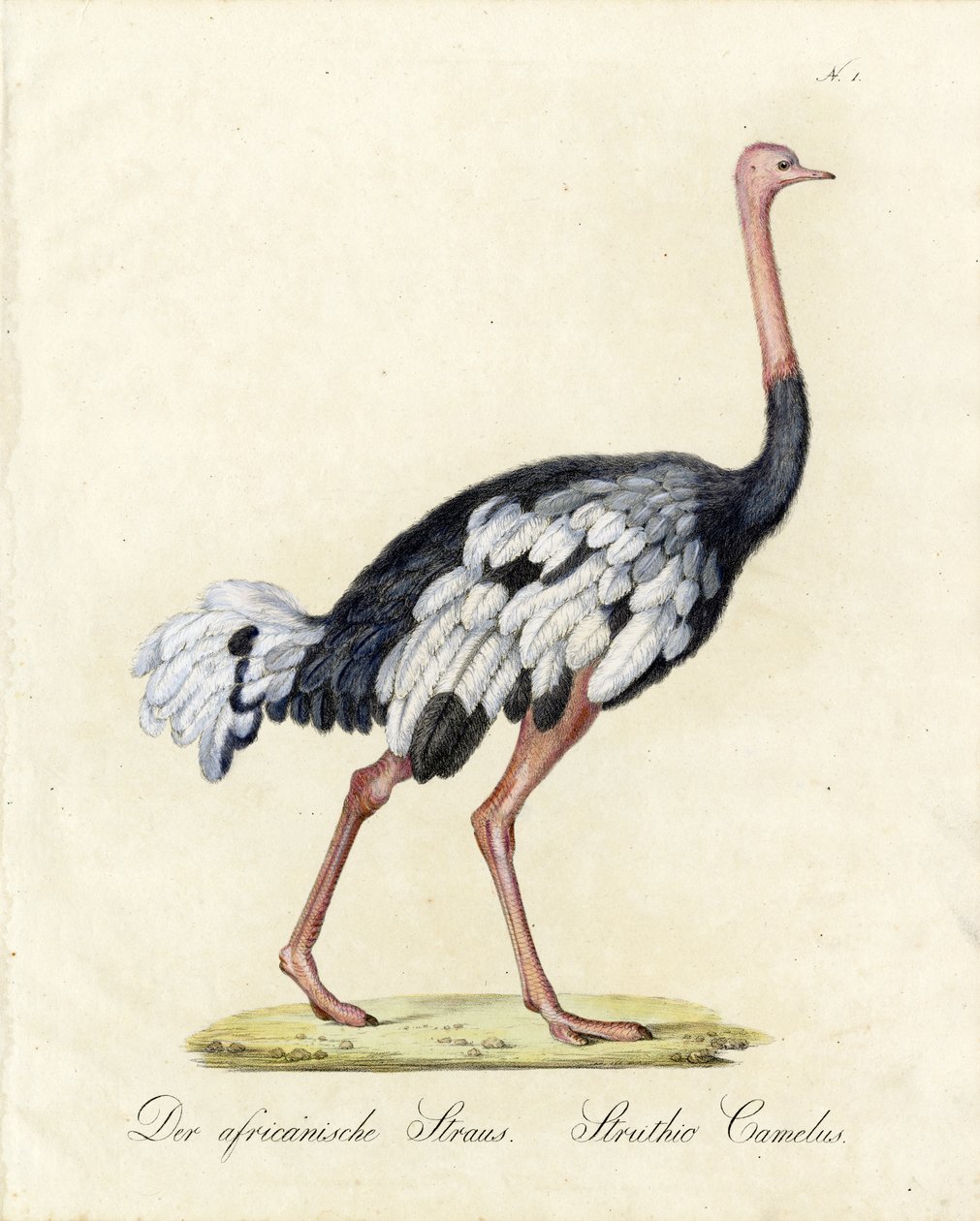  af Karl Joseph Brodtmann