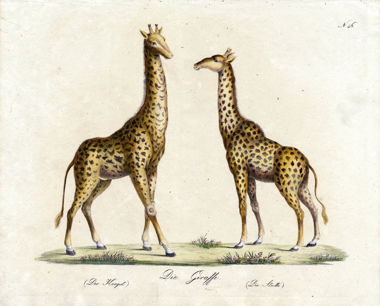  af Karl Joseph Brodtmann