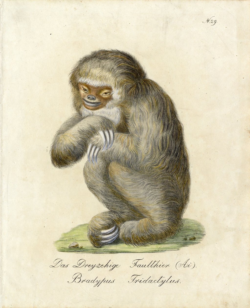 Tretået dovendyr (print) af Karl Joseph Brodtmann