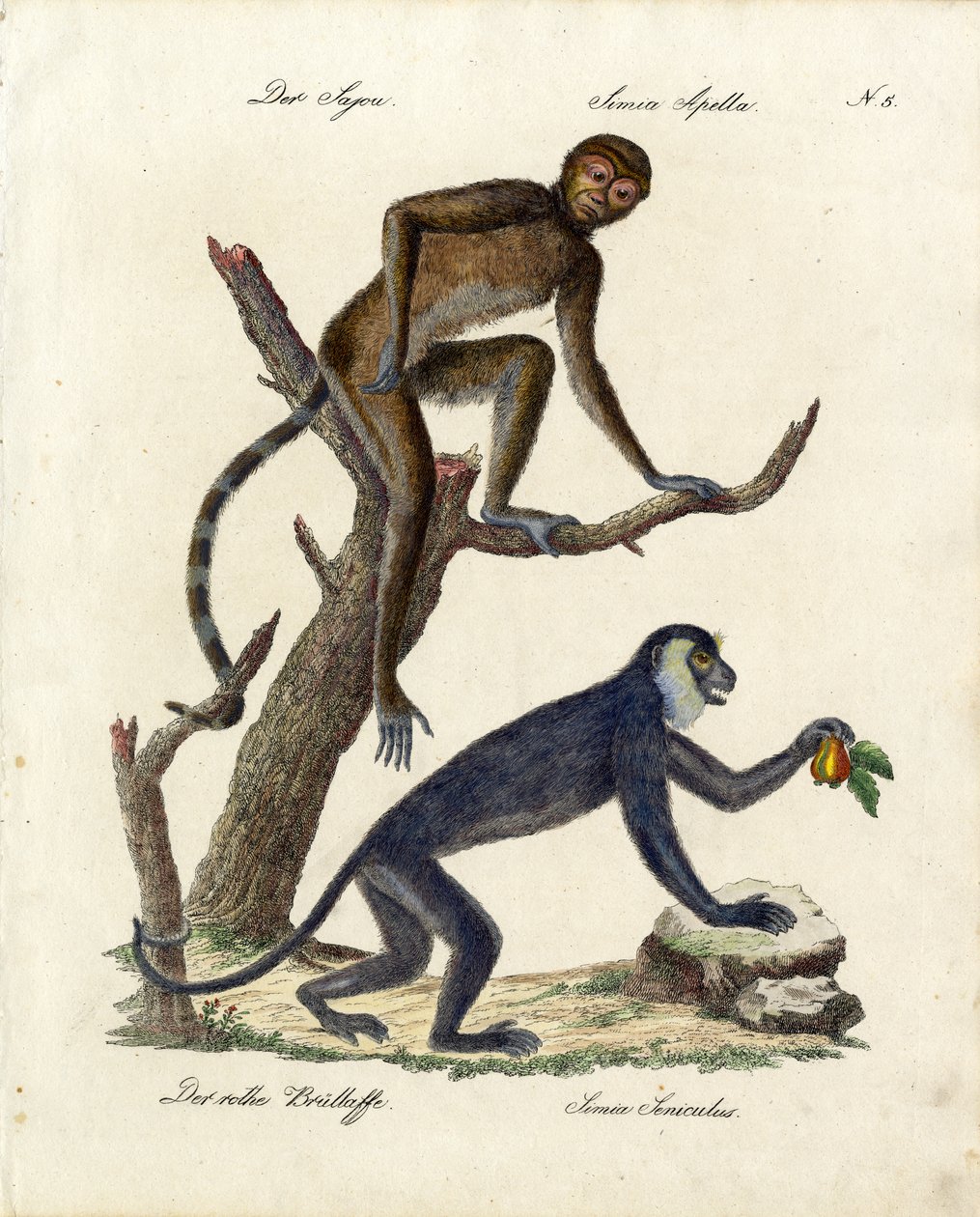 Tufted Capuchin og rød brøleabe (print) af Karl Joseph Brodtmann