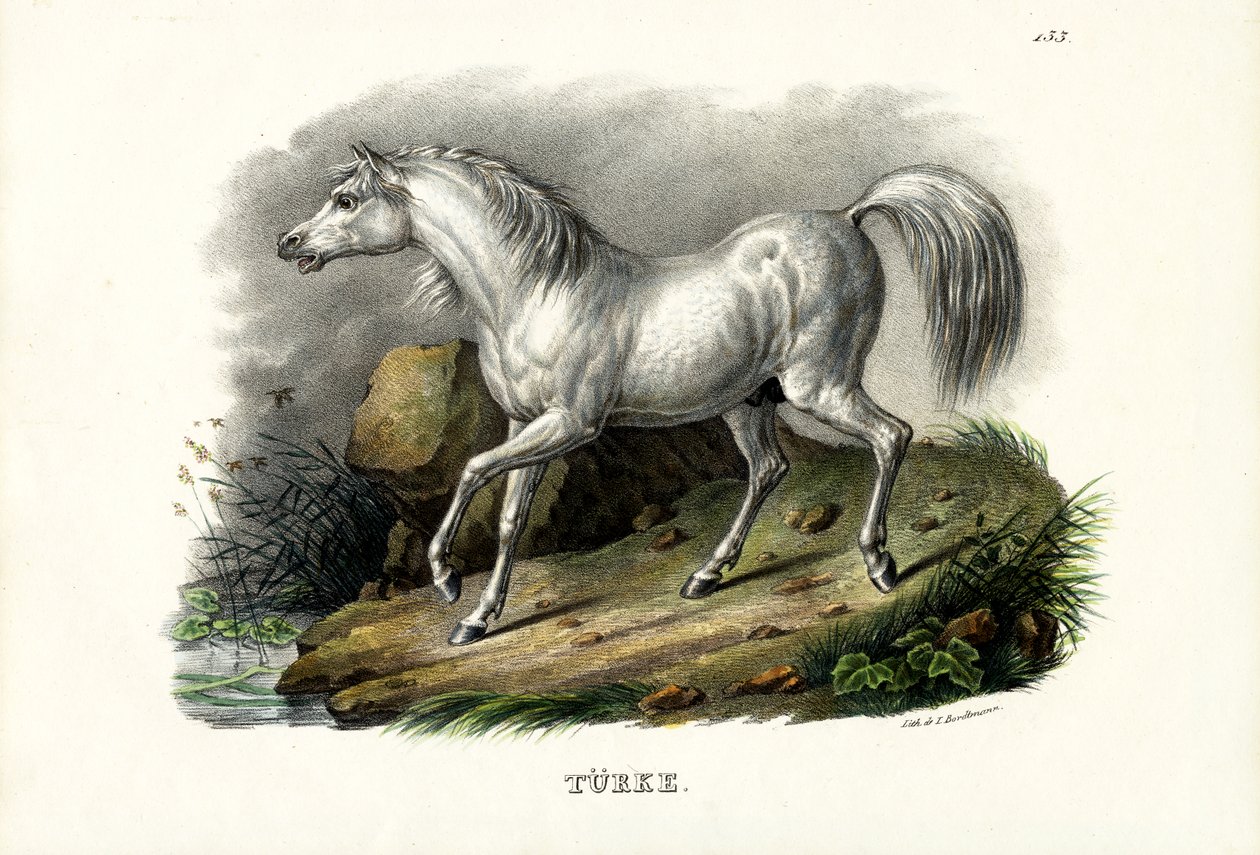 Tyrkisk hest, 1824 af Karl Joseph Brodtmann