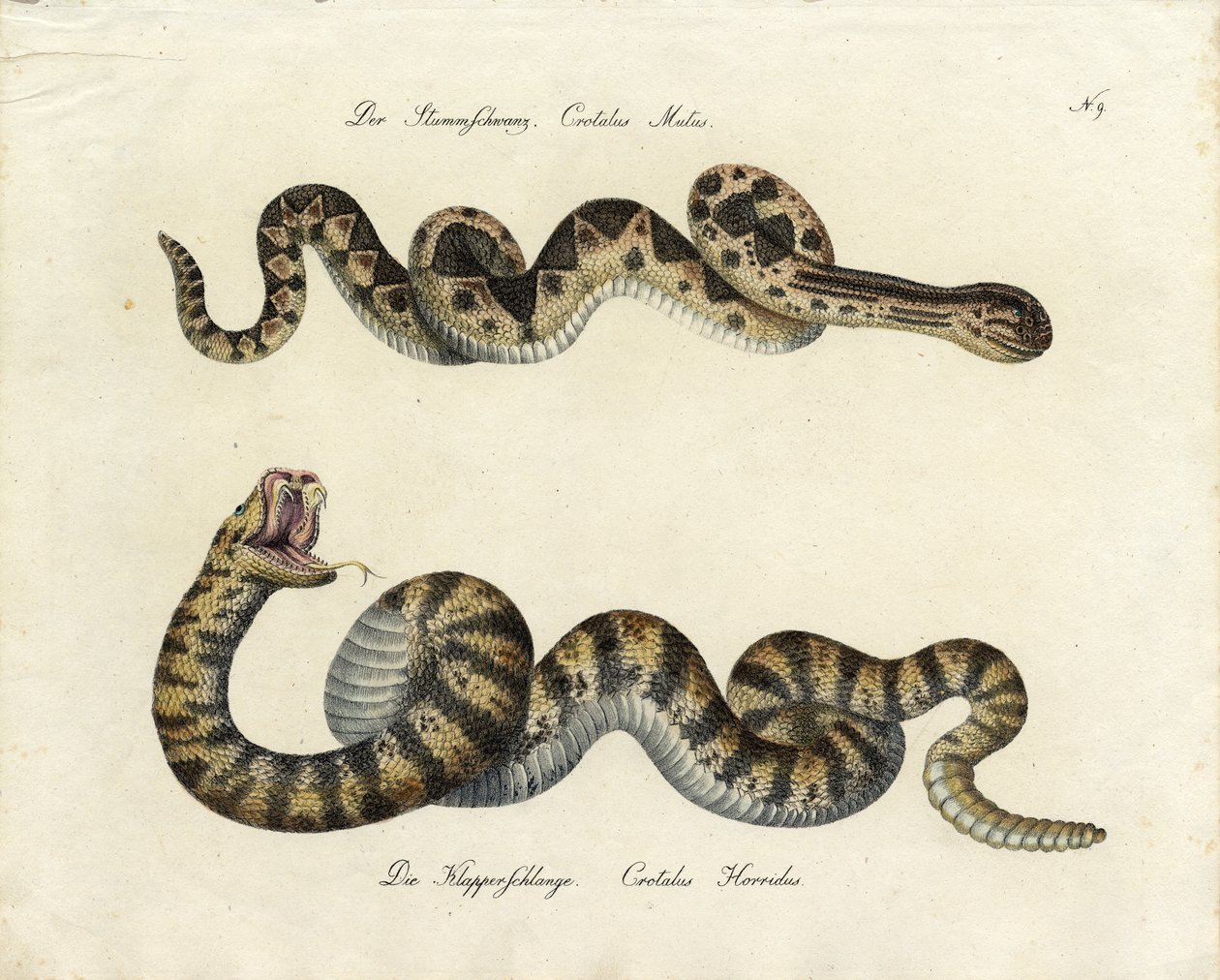 Giftige slanger (print) af Karl Joseph Brodtmann