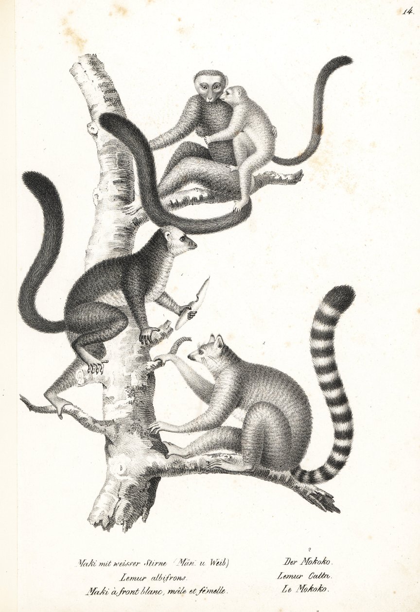 Hvidhovedlemur, Eulemur albifrons, han og hun, truet 1, og ringhalelemur, Lemur catta, truet 2. Litografi af Karl Joseph Brodtmann fra Heinrich Rudolf Schinz