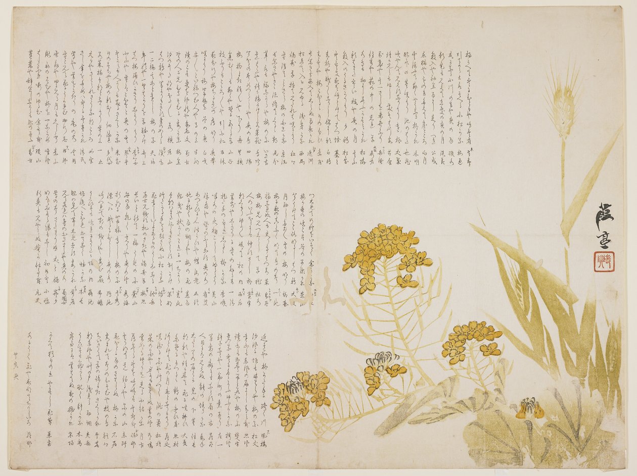 Rapsblomst og hvede, 1854 (farvetryk i træsnit) af Katei