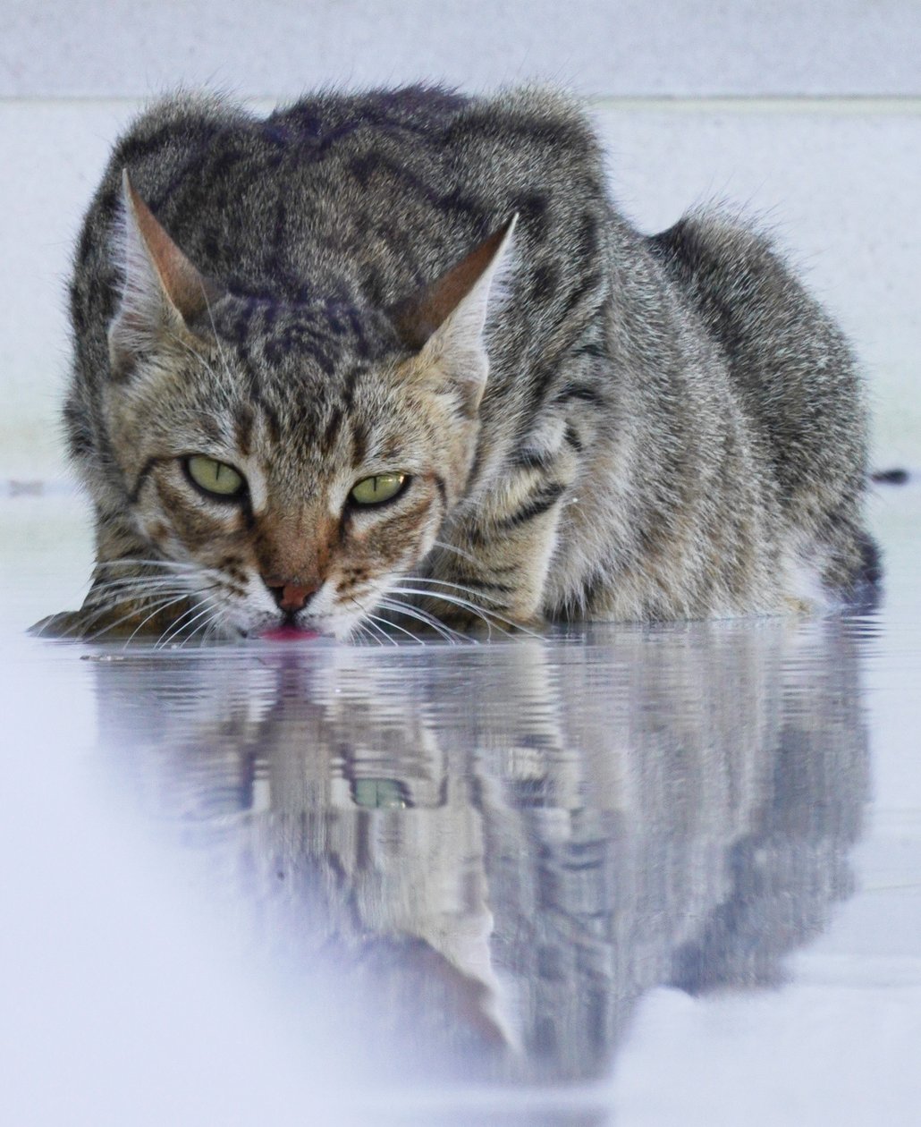 Cool Cat, 2022, fotografi af Katha Wood