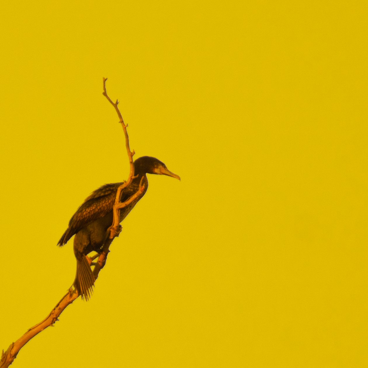 Hanging On (kigger til højre) af Katha Wood